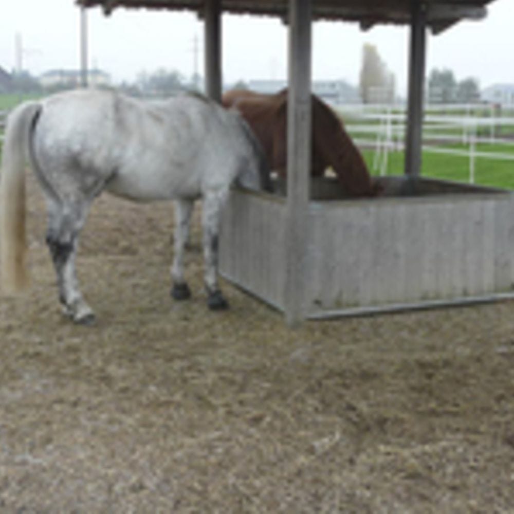 To heste spiser foder under et skur